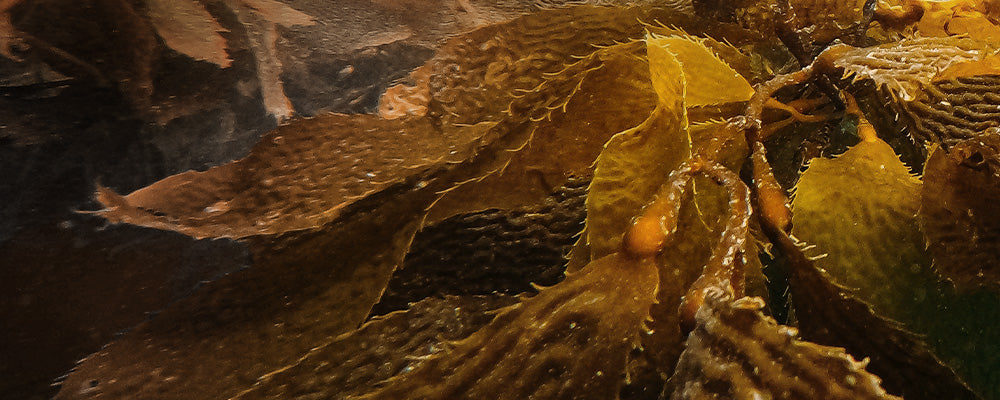 Detailaufnahme von Algen, die eine tiefgrüne und goldene Farbpalette zeigen. Die Struktur der Algen ist klar erkennbar.