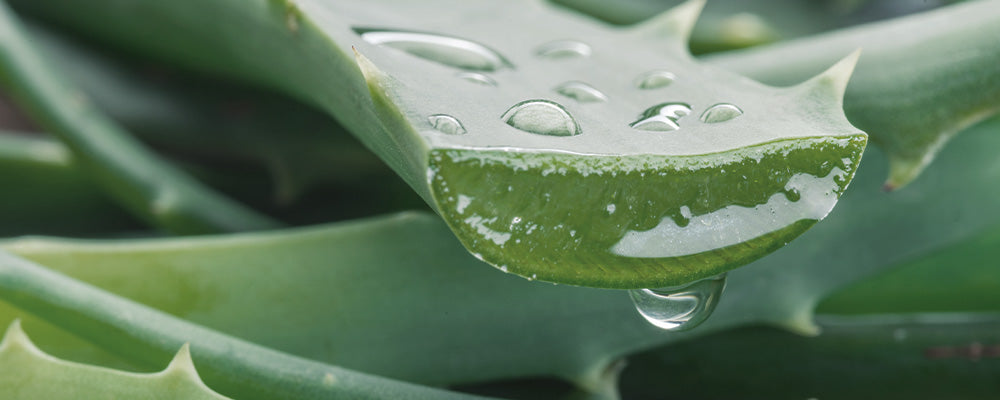 Aloe Vera Blätter mit Wassertropfen, die die feuchtigkeitsspendenden Eigenschaften der Pflanze zeigen.