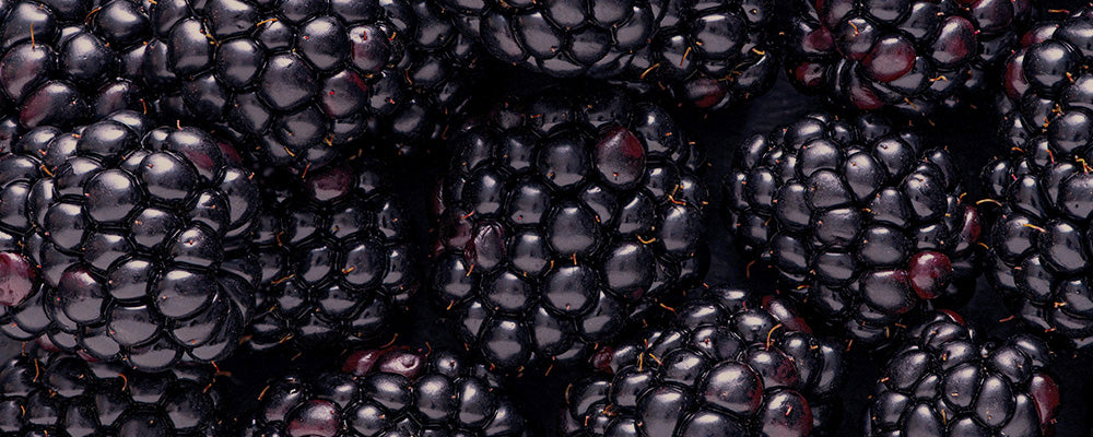 Nahaufnahme von reifen Brombeeren, deren dunkle, glänzende Oberfläche die Frische und saftige Textur betont.