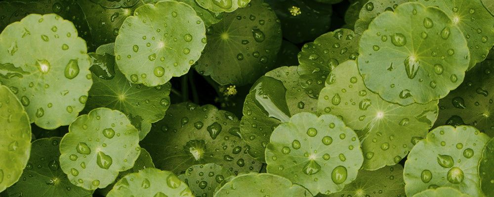 Grüne Blätter des Indischen Wassernabels mit Wassertropfen, symbolisieren feuchtigkeitsspendende Hautpflege.