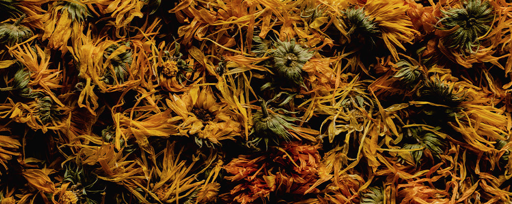 Nahaufnahme von getrockneten Ringelblumenblüten in verschiedenen Gelbtönen.