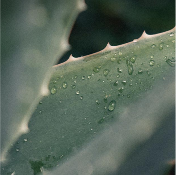 Detailansicht einer Aloe-Vera-Pflanze mit Wassertropfen auf den dornigen Blättern, die Frische und Feuchtigkeit vermitteln.